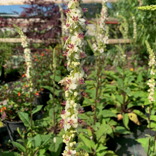 VERBASCUM chaixii Wedding Candles Mullein