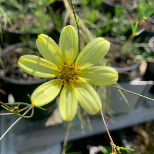 COREOPSIS verticillata Moonbeam Threadleaf Tickseed