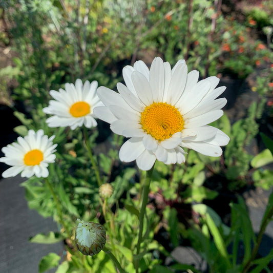 LEUCANTHEMUM × superbum Common White Shasta Daisy