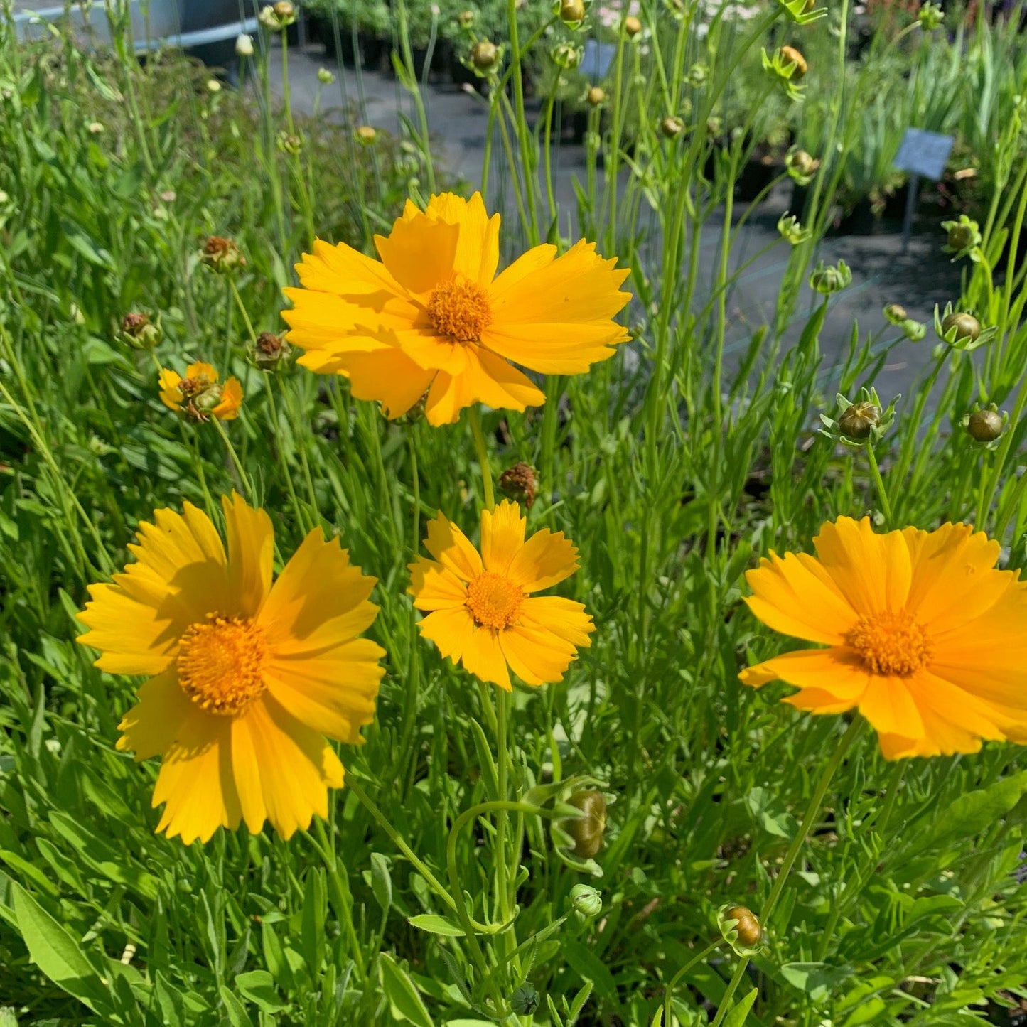 COREOPSIS lanceolata Lance Leaf Tickseed