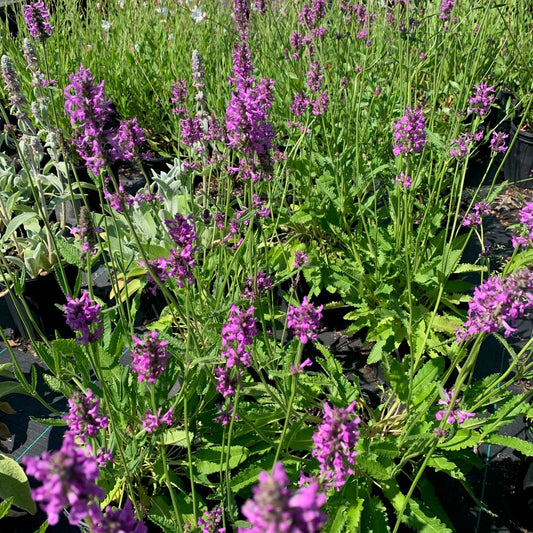 STACHYS officinalis Hummelo Betony