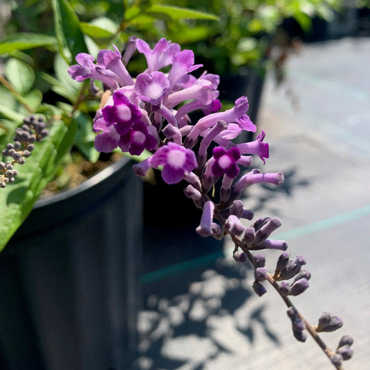 BUDDLEIA lindleyana Lindleys Weeping Butterfly Bush