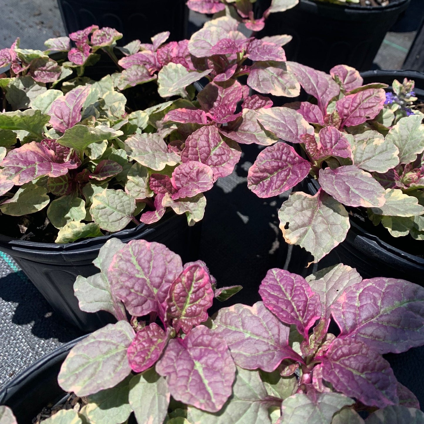 AJUGA reptans Burgundy Glow Bugleweed