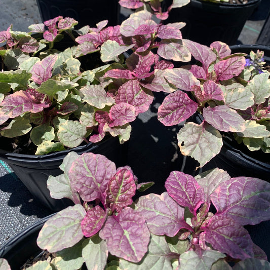AJUGA reptans Burgundy Glow Bugleweed