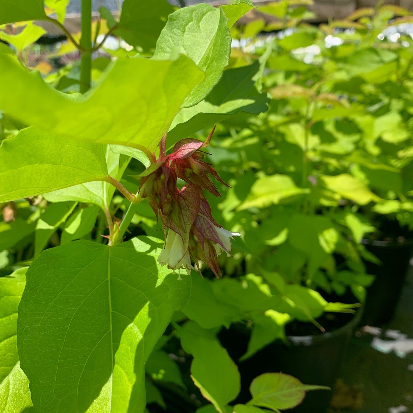 LEYCESTERIA formosa Golden Lanterns Himalayan Honeysuckle