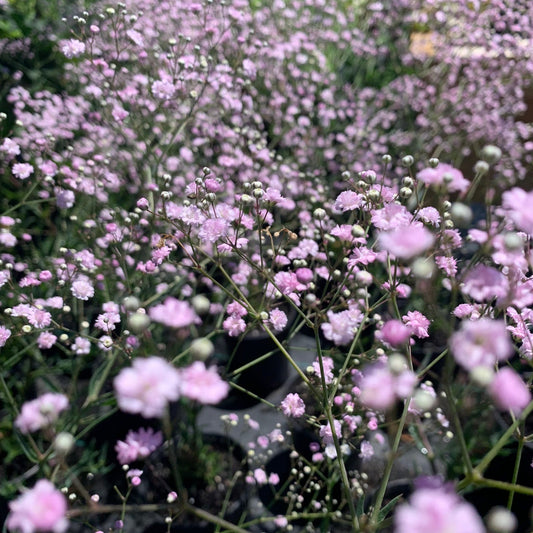 GYPSOPHILA paniculata Pink Lady Baby's Breath