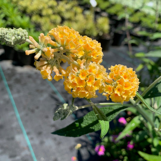 BUDDLEIA × weyeriana Honeycomb Butterfly Bush