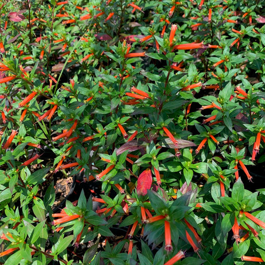 CUPHEA hybrid David Verity Cigar Plant