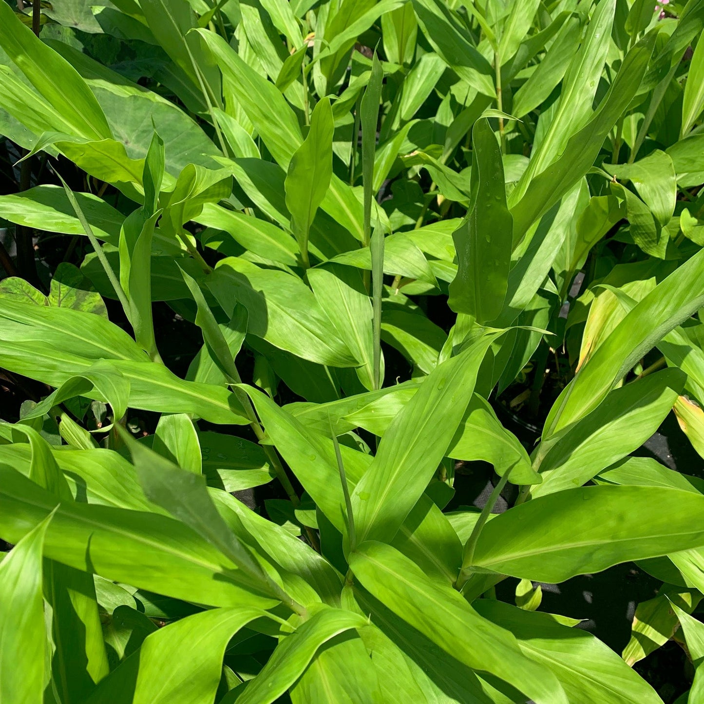 HEDYCHIUM coronarium White Butterfly Ginger