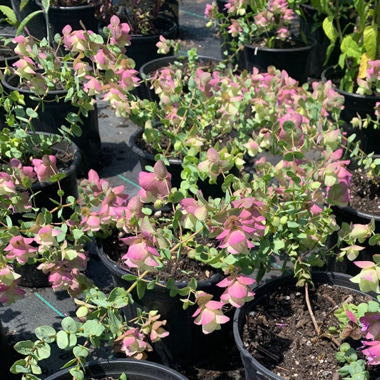 ORIGANUM rotundifolium Kent Beauty Oregano