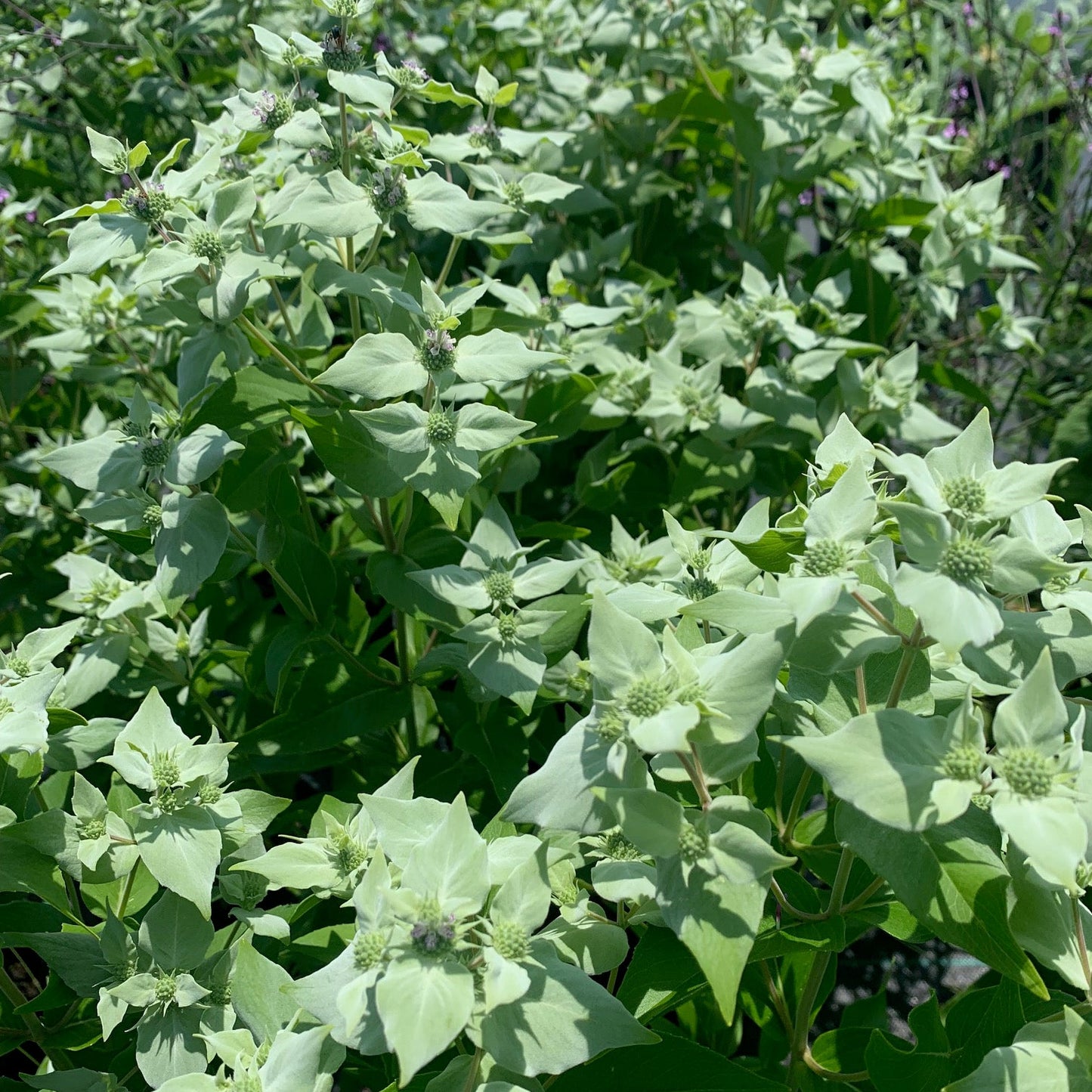 PYCANTHEMUM muticum Clustered Mountain Mint