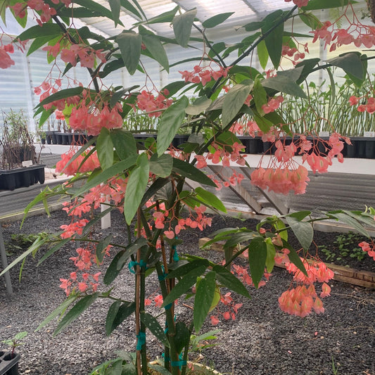 BEGONIA maculata Tamaya Pink Bamboo Cane Begonia
