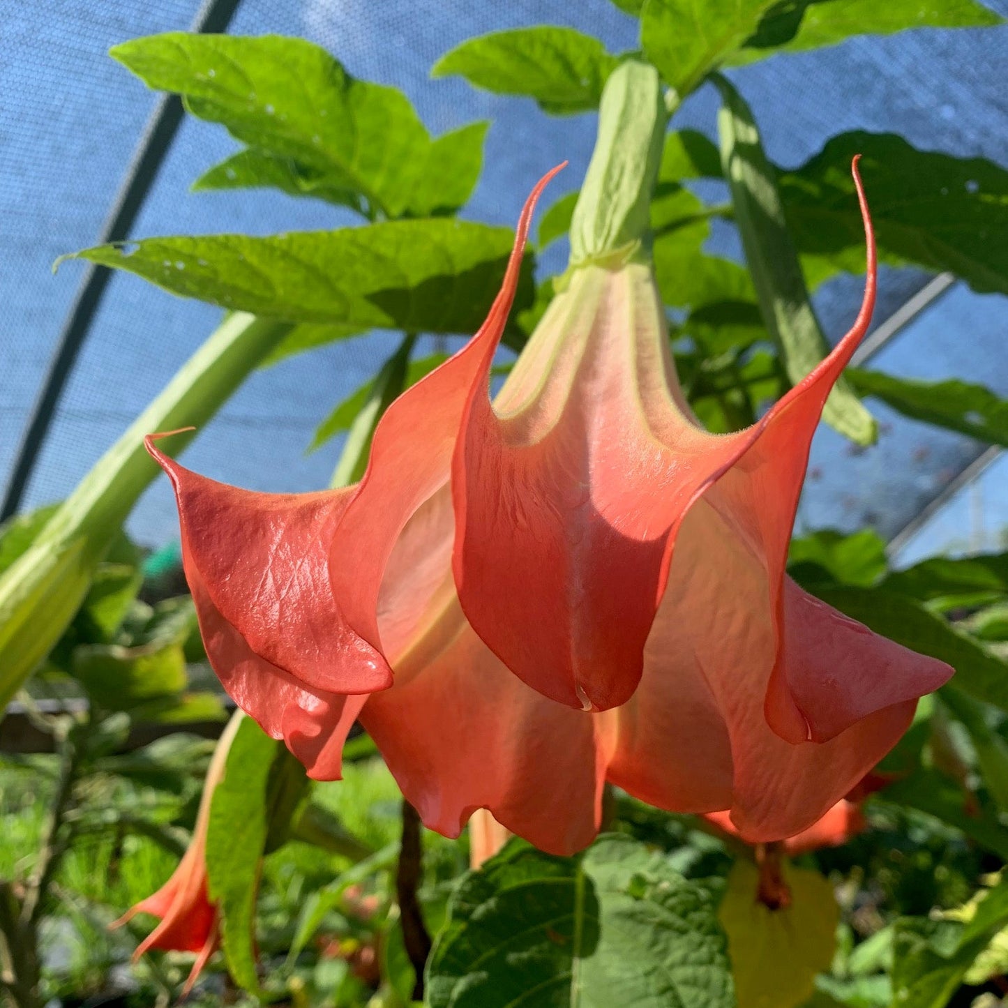 BRUGMANSIA hybrid Zumba Angels Trumpet