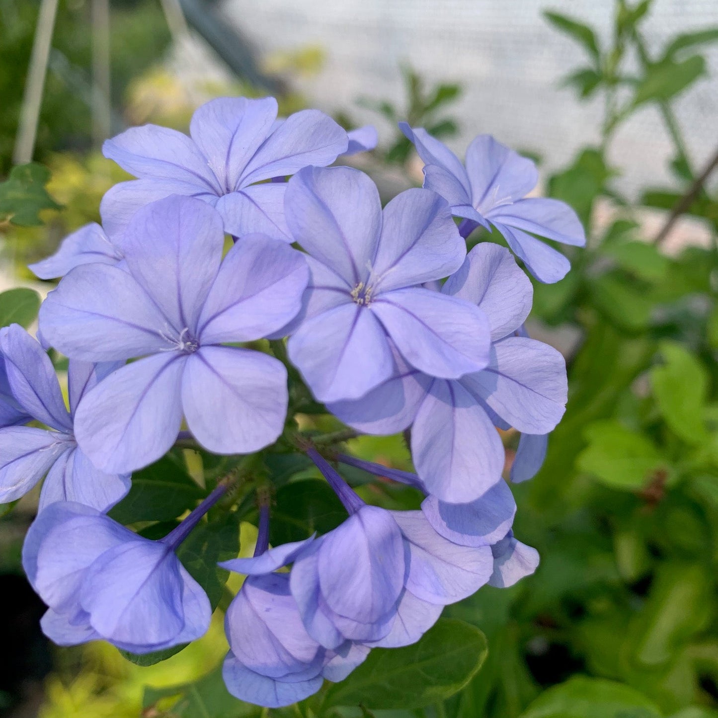 PLUMBAGO auriculata Imperial Blue Cape Leadwort