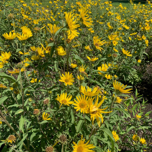 HELIANTHUS maxamiliani Maxamilian Sun Flower
