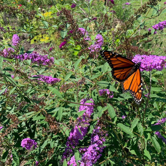 BUDDLEIA hybrid Big Pink Butterfly Bush