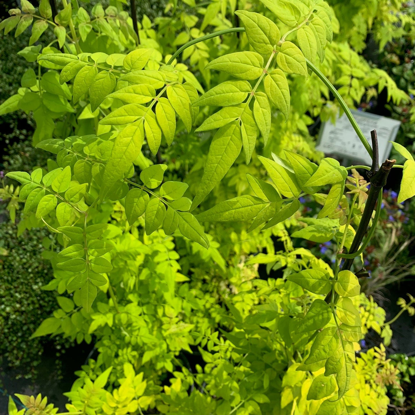 JASMINUM officinalis Fiona Sunrise Golden Jasmine