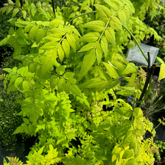 JASMINUM officinalis Fiona Sunrise Golden Jasmine