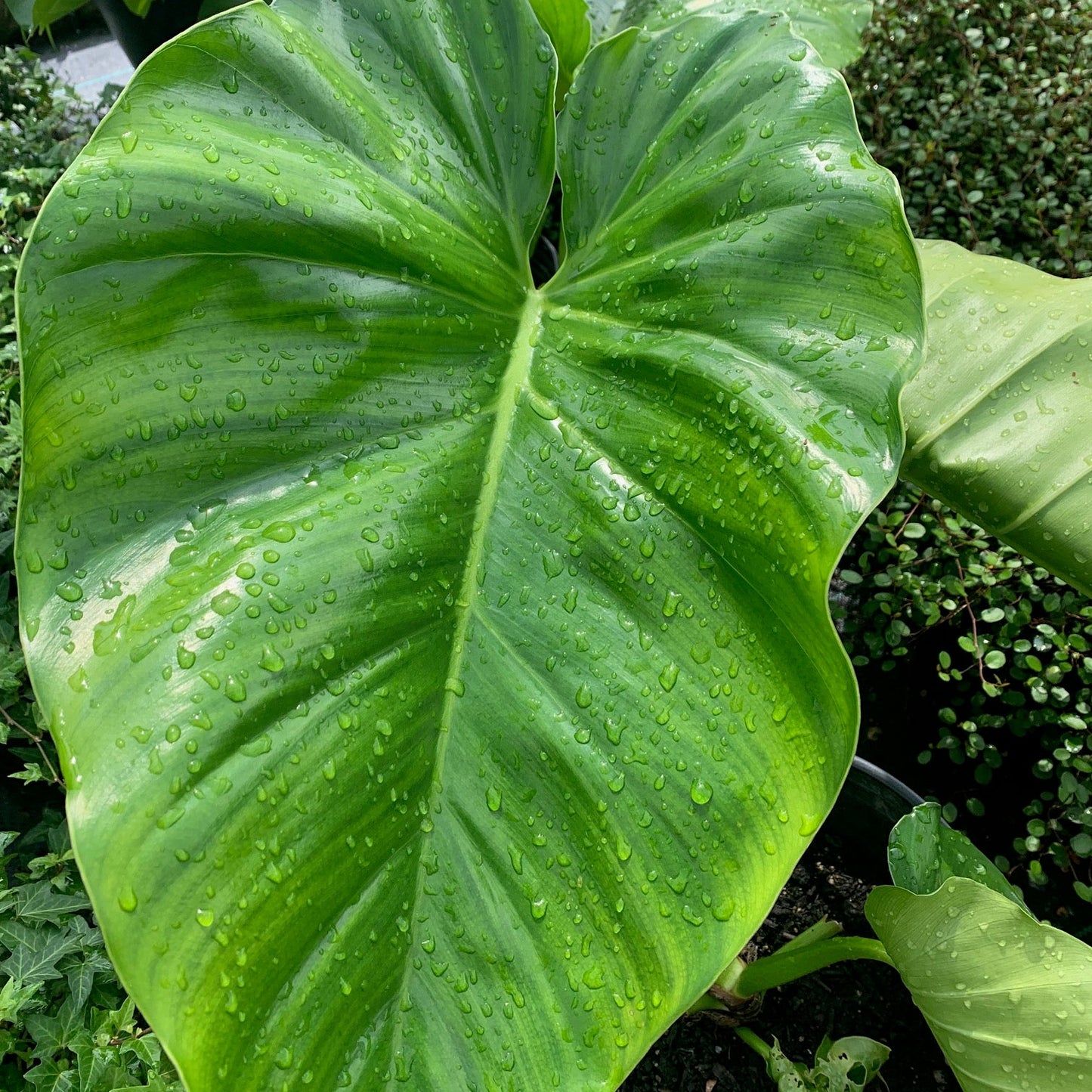 PHILODENDRON giganteum Giant Philodendron