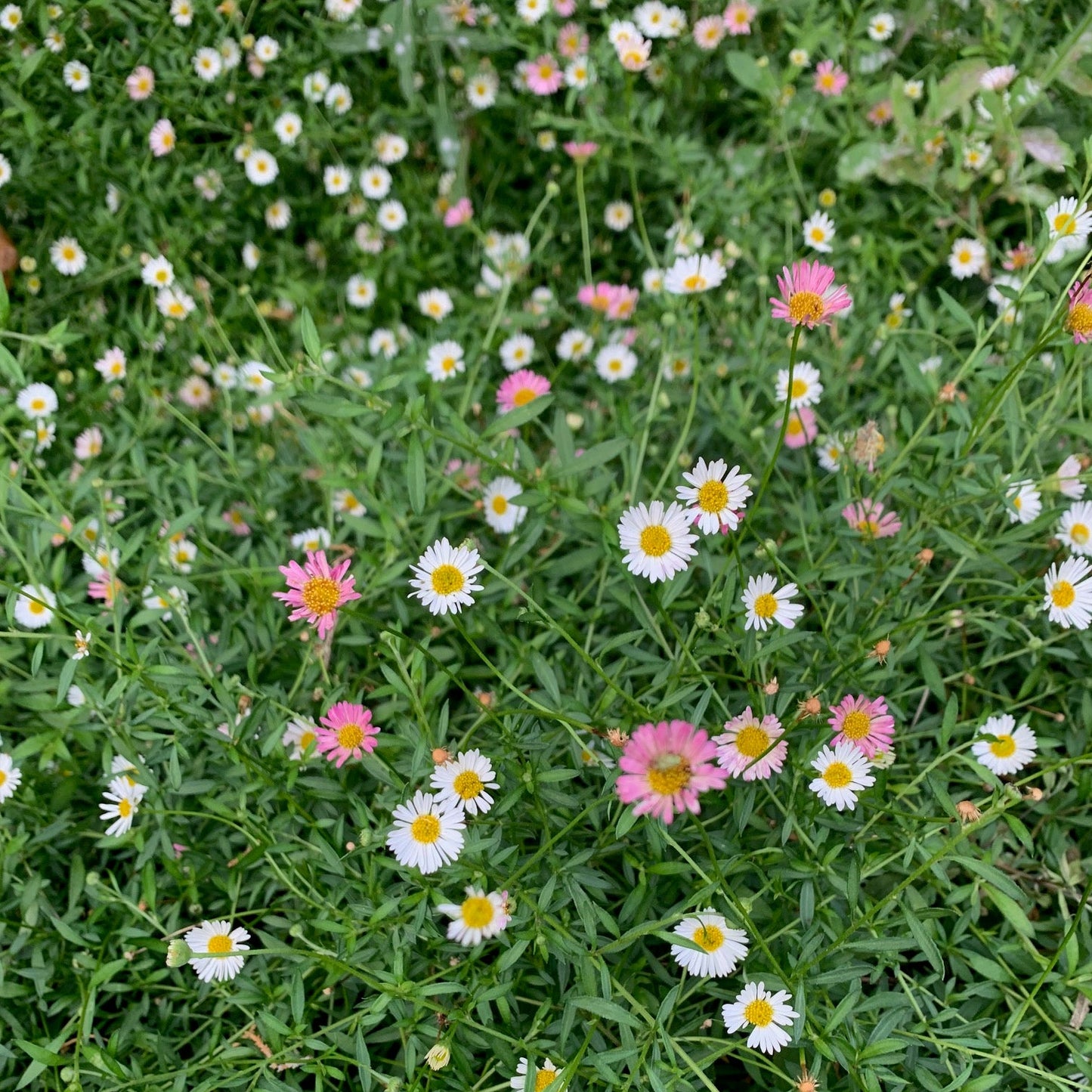 ERIGERON karvinskianus Profusion Santa Barbara Daisy