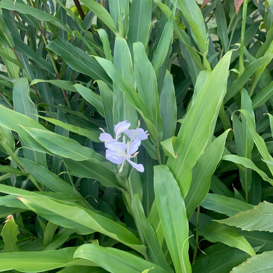 HEDYCHIUM coronarium White Butterfly Ginger