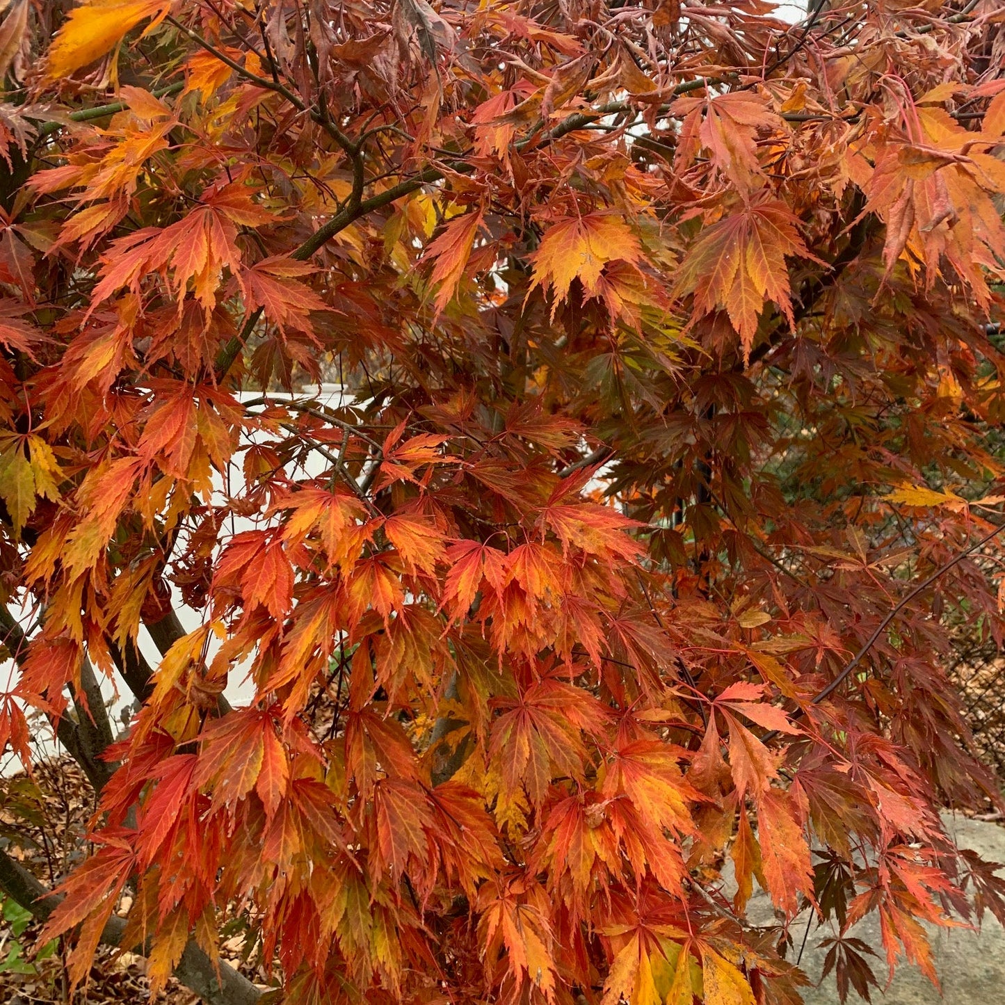 ACER palmatum 'Bloodgood' Japanese Maple Tree