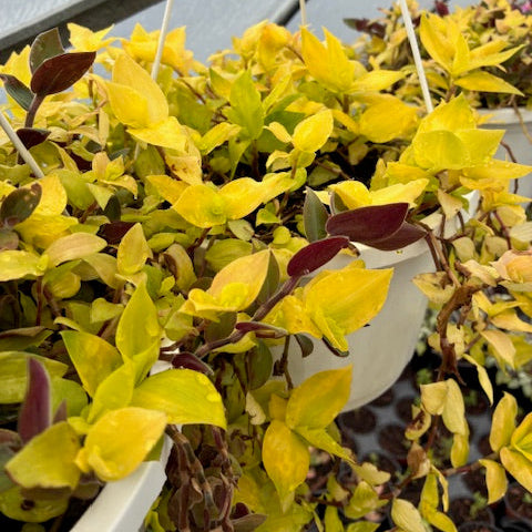 TRADESCANTIA fluminensis Gold Wing