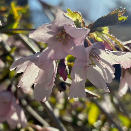 PRUNUS pendula Weeping Rosebud Cherry Tree