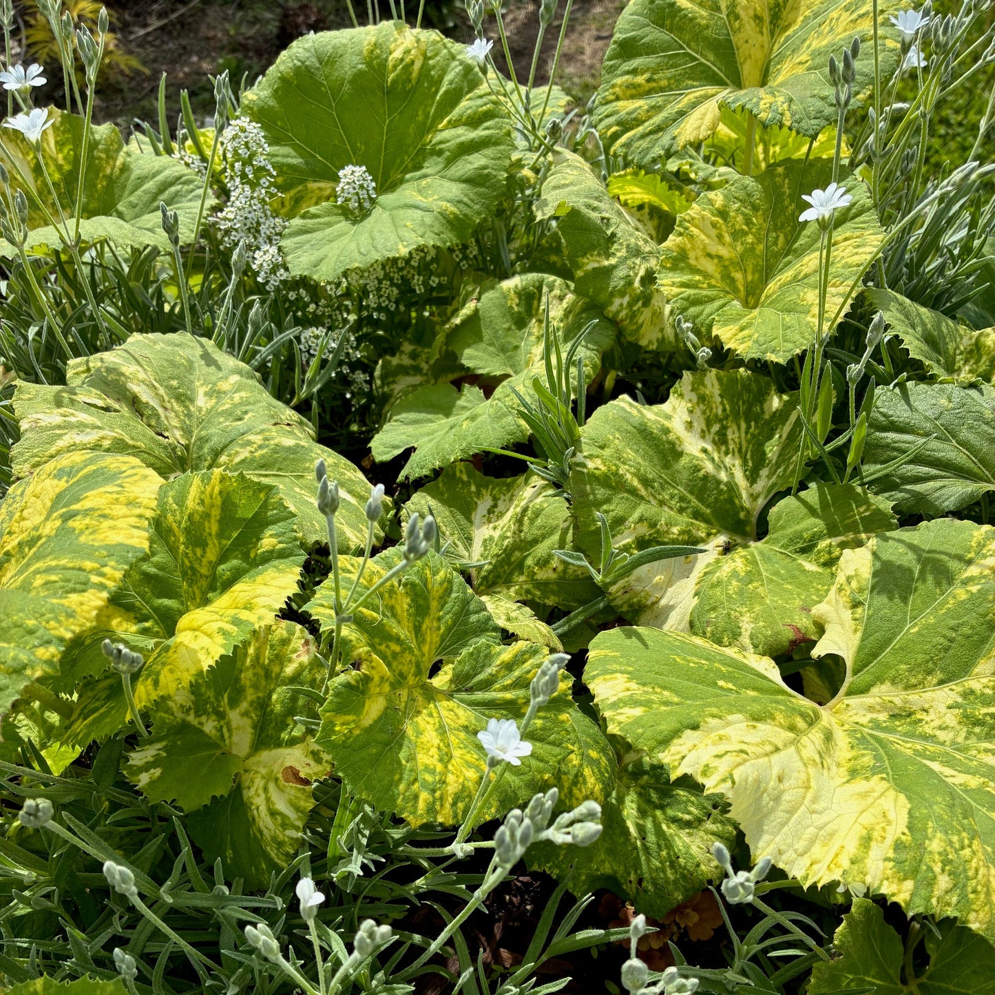 PETASITIES japonica variegata Variegated Sweet Coltsfoot