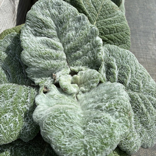 SALVIA argentia Silver Sage