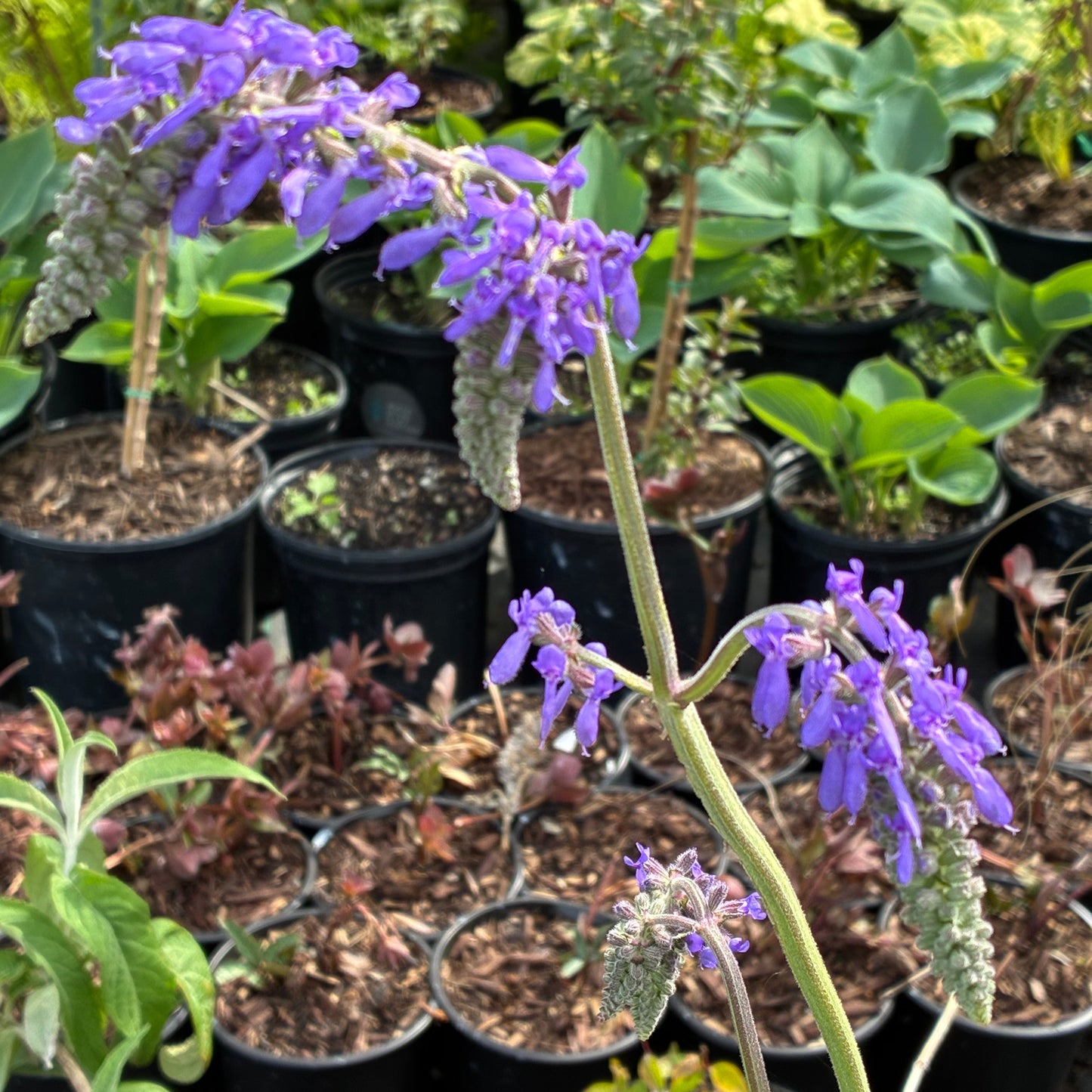 SALVIA nutans Nodding Sage
