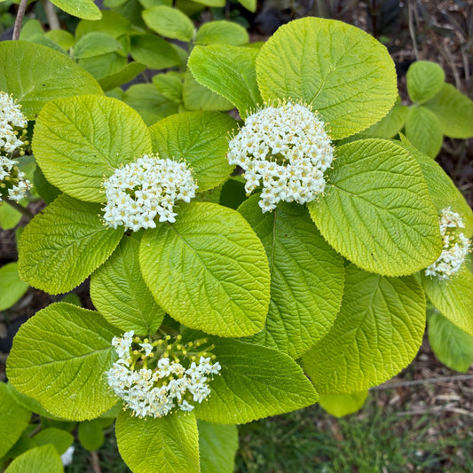 VIBURNUM lantana Aureum Golden Wayfaring Tree
