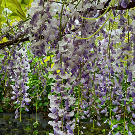 WISTERIA sinensis Prolific Wisteria