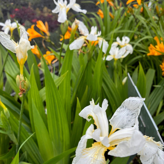 IRIS tectorum Japanese White Roof Iris