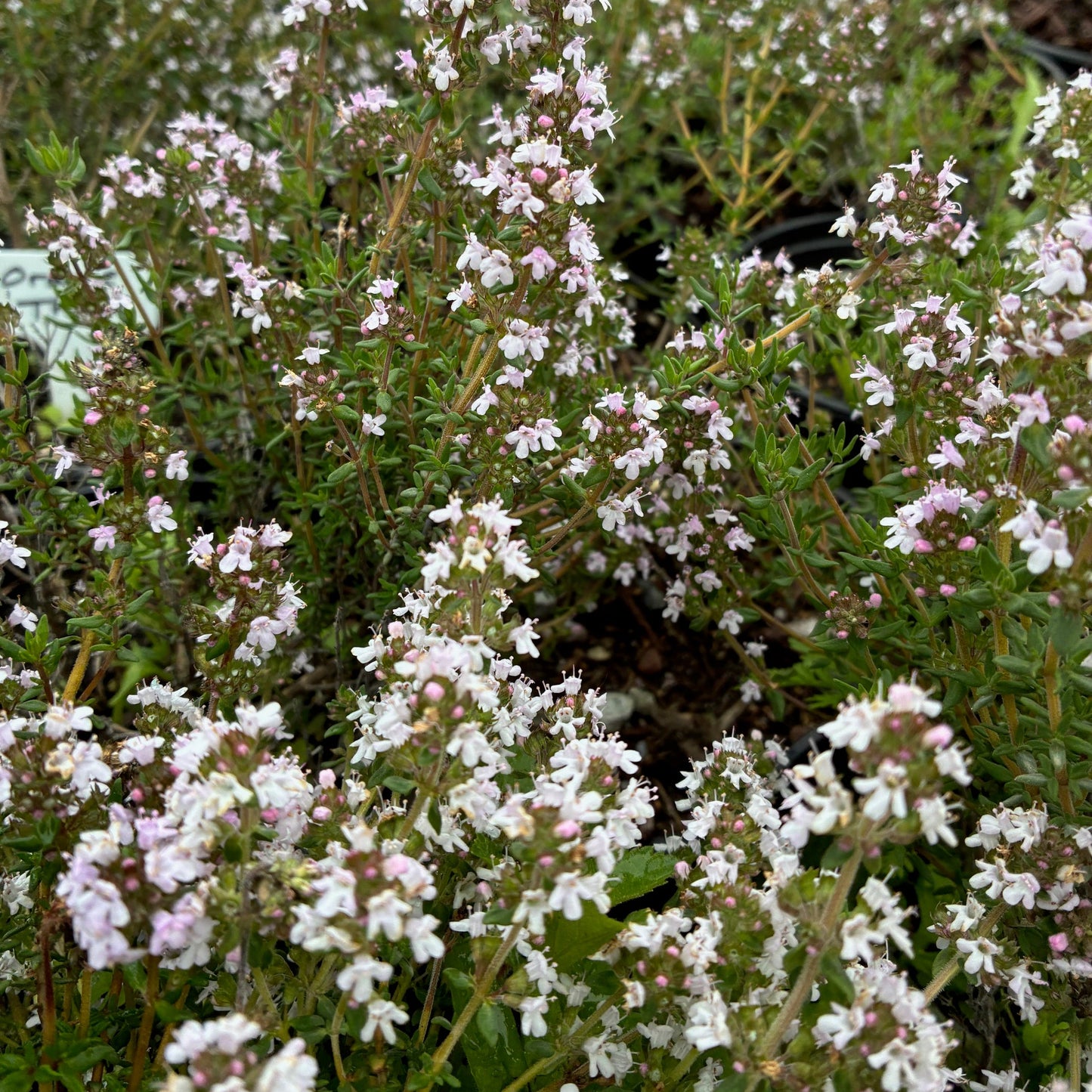 THYMUS fragrantissimus Orange Thyme