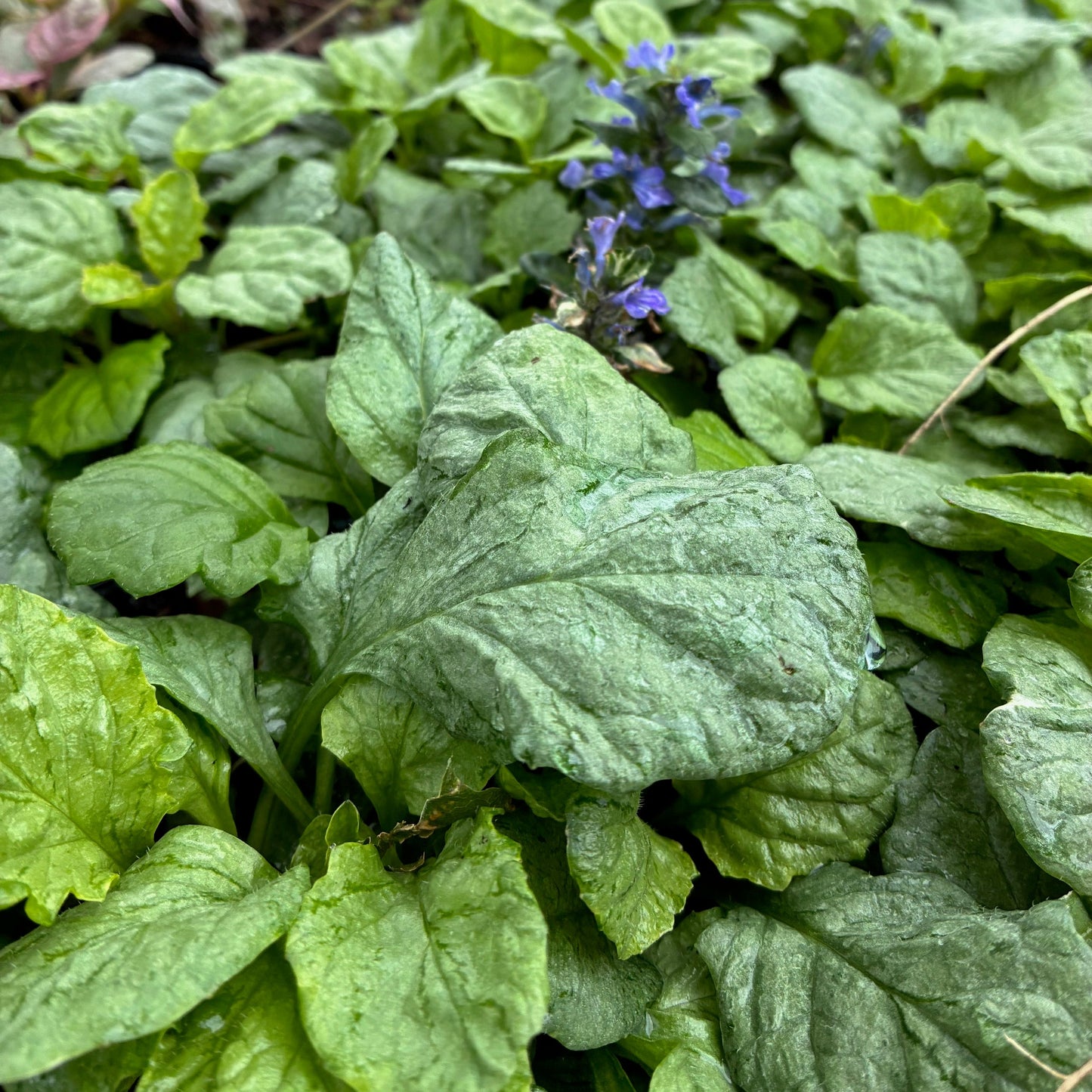 AJUGA reptans Princess Elsa Bugleweed