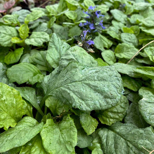 AJUGA reptans Princess Elsa Bugleweed