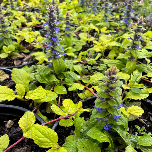 AJUGA reptans Tropical Toucan Bugleweed