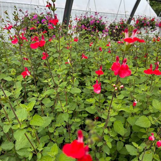 SALVIA microphylla Hot Lips Sage