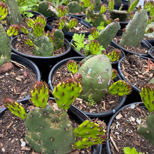 OPUNTIA humifusa Prickly Pear Cactus