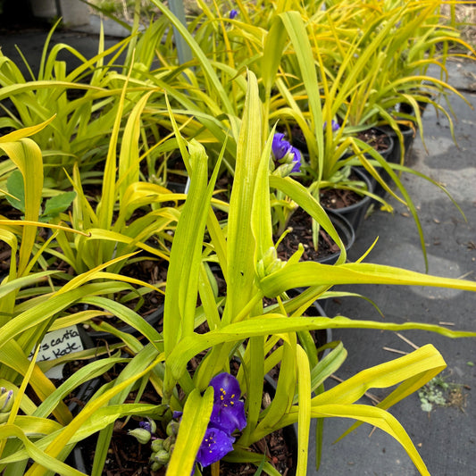 TRADESCANTIA andersoniana Sweet Kate Spiderwort