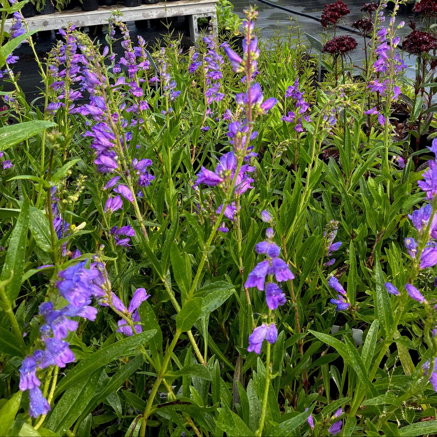 PENSTEMON strictus Rocky Mountain Penstemon