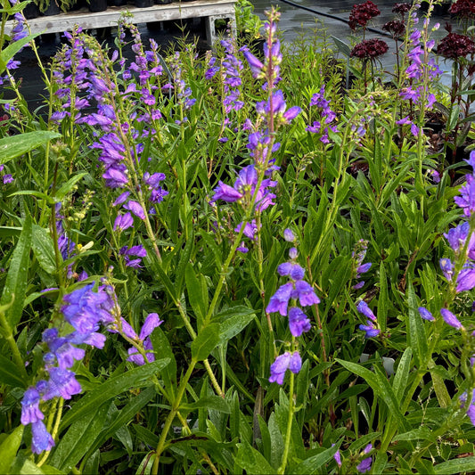 PENSTEMON strictus Rocky Mountain Penstemon