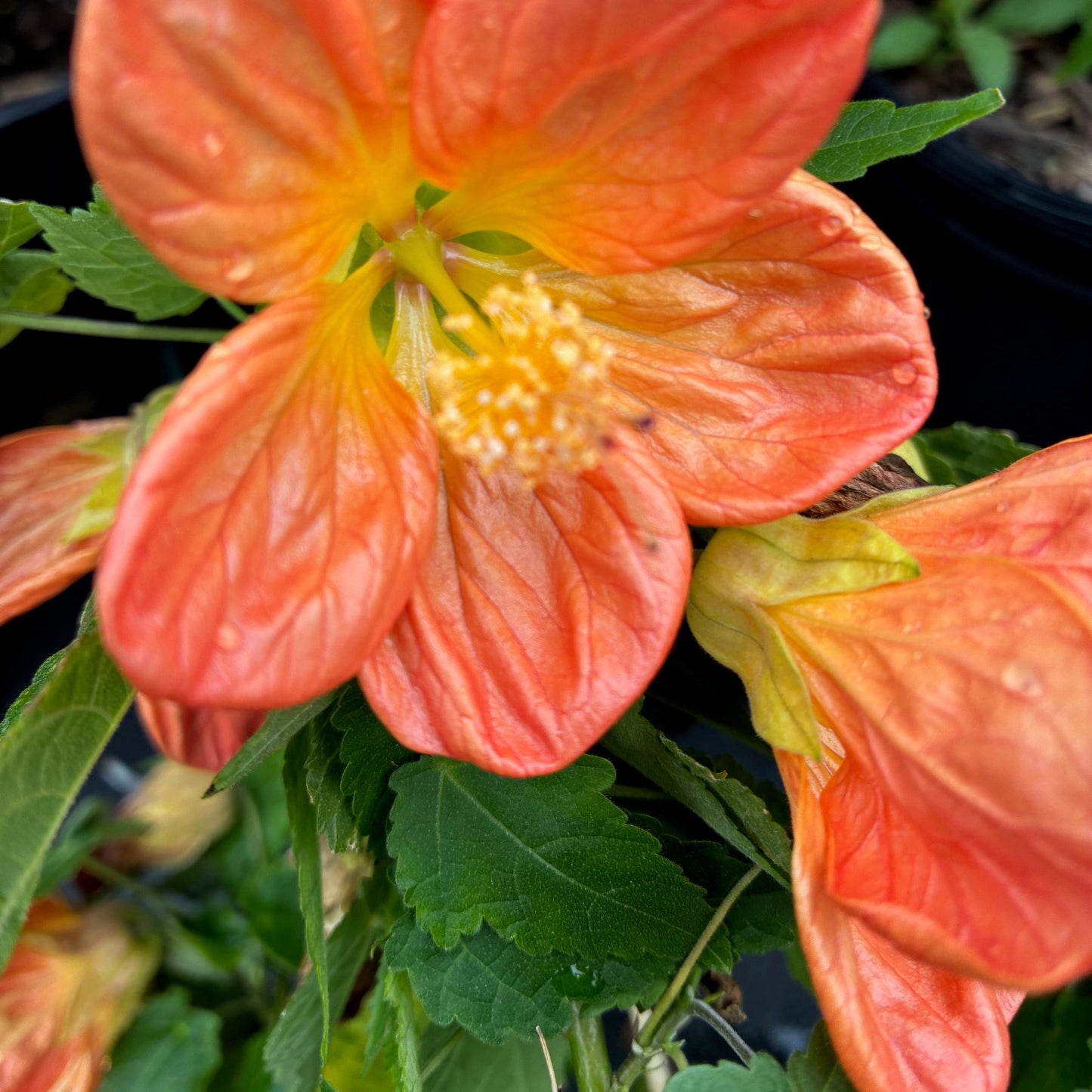 ABUTILON hybrid Lucky Tangerine Flowering Maple