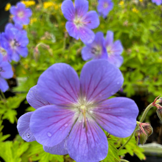 GERANIUM hybrid Johnsons Blue Geranium