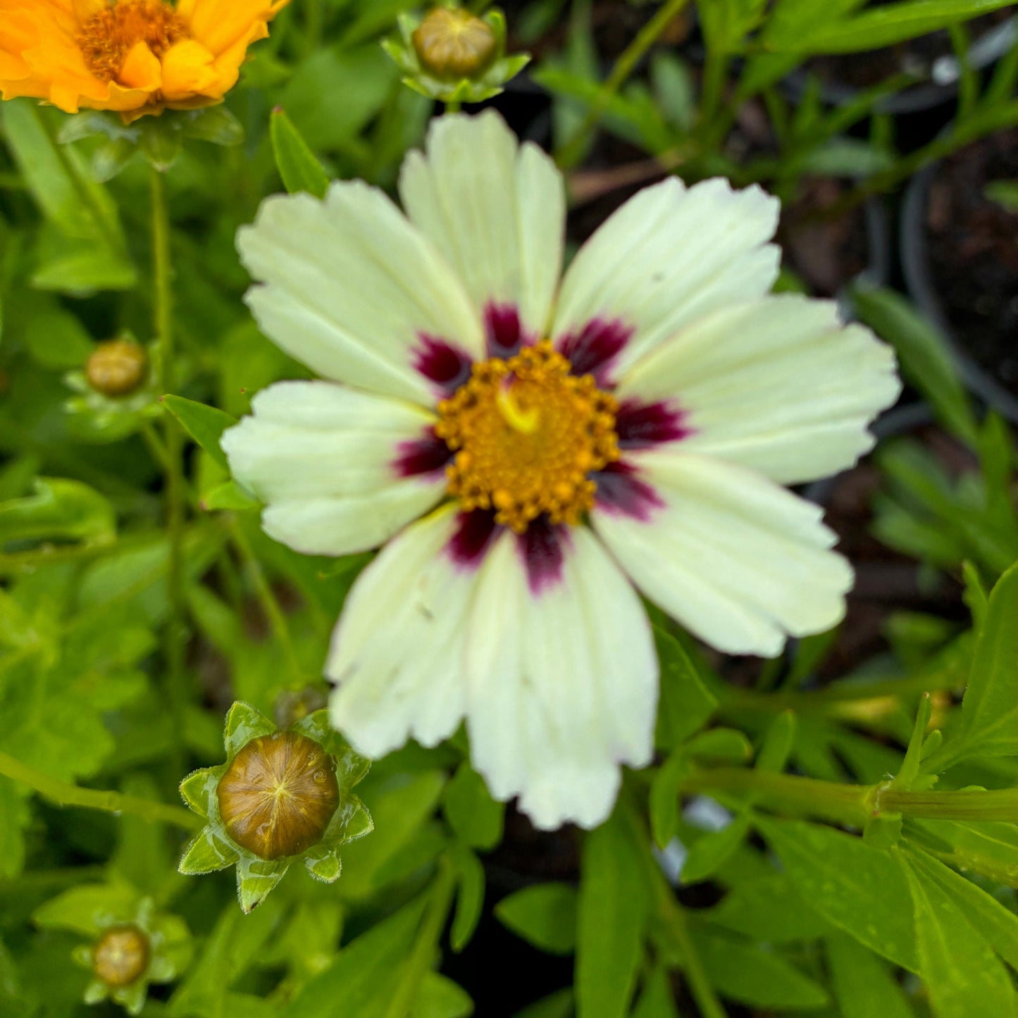 COREOPSIS hybrid Star Cluster Tickseed