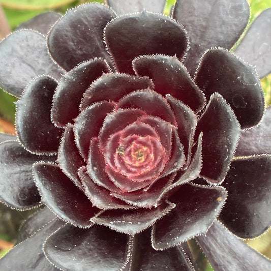 AEONIUM arboreum atropurpureum Black Rose Aeonium