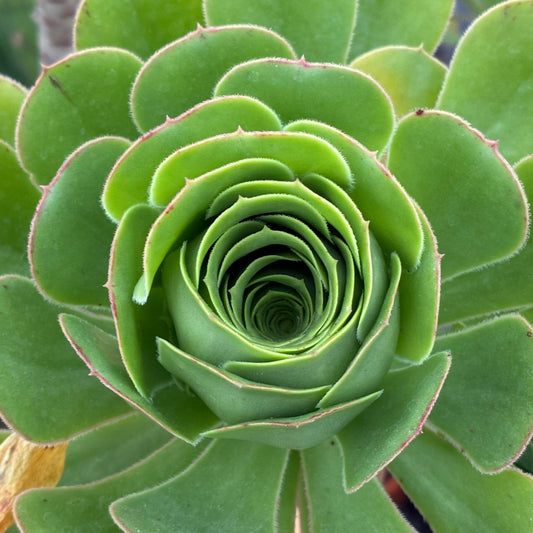 AEONIUM arboreum Green Tree Aeonium