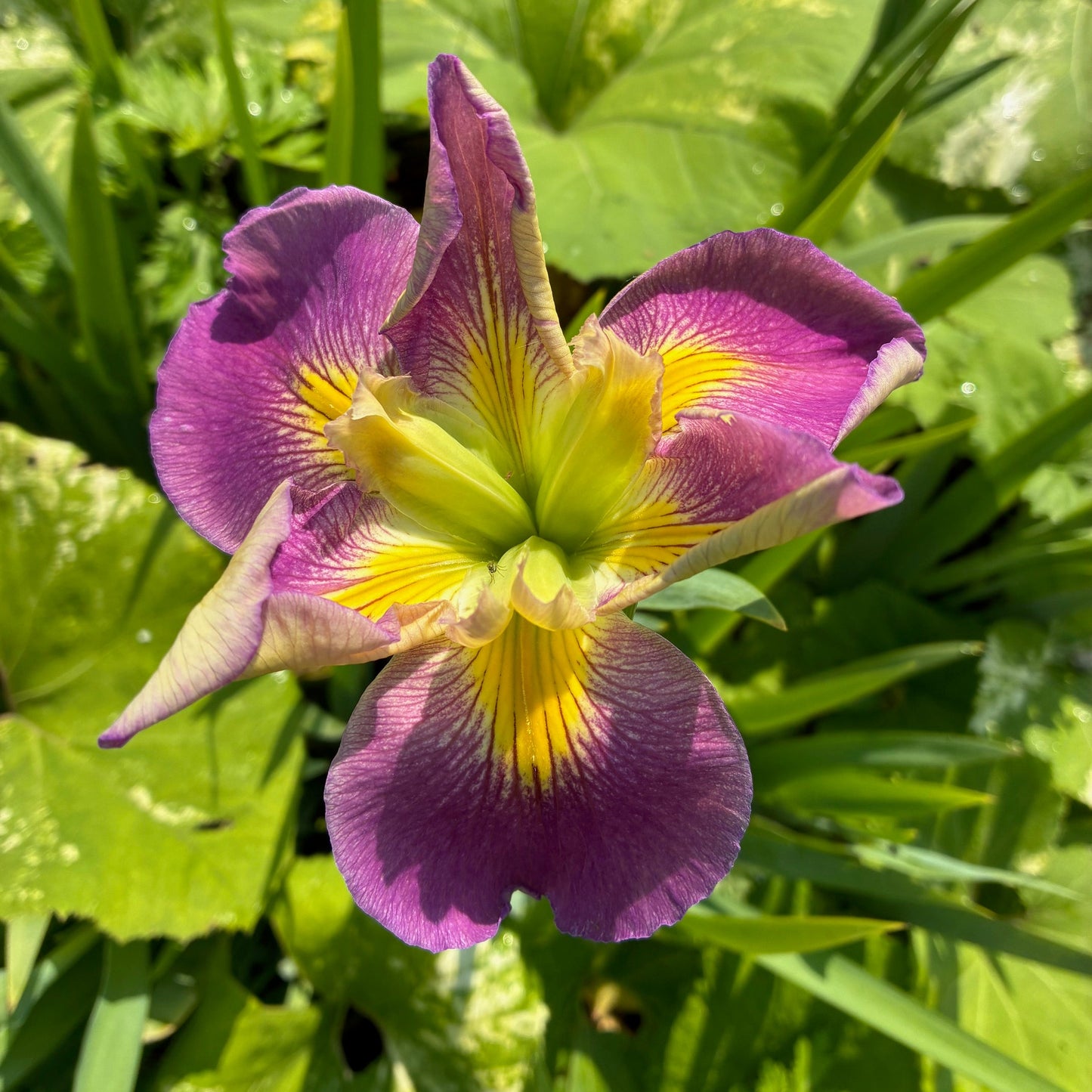 IRIS ensata Pink Yellow Eye Japanese Iris