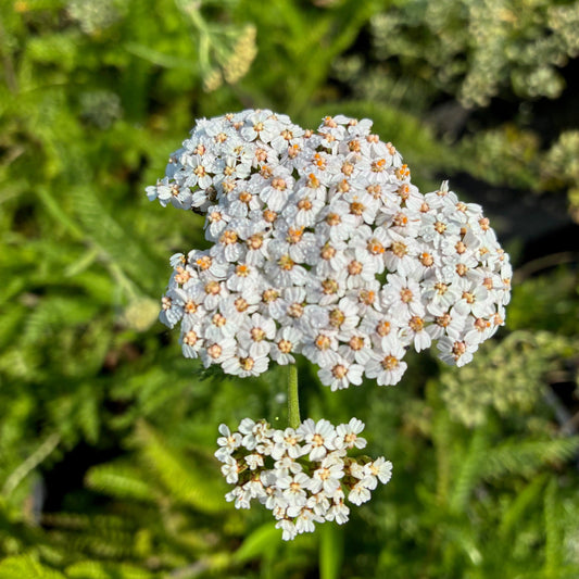 ACHILLEA millefolium Wild White Yarrow